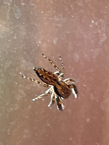 Fencepost jumping spider