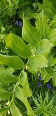 Polygonatum × hybridum