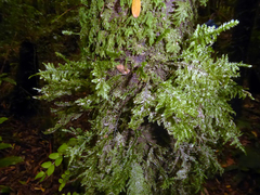 Trachyloma diversinerve