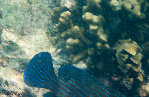 Cephalopholis formosa observed 2026-09-07