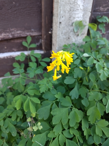 Yellow Corydalis
