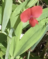 Lathyrus