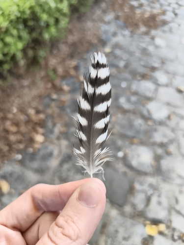 Plume de Faucon pèlerin