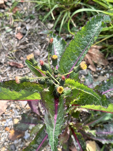 prickly sowthistle