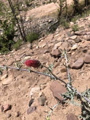 Cirsium arizonicum