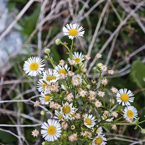 annual fleabane