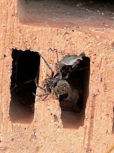 Walnut Orbweaver