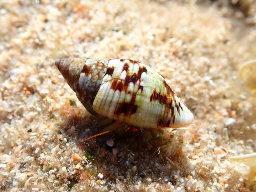 Pisania maculosa observed 2026-10-15