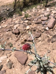 Cirsium arizonicum