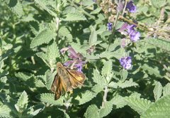 Polites themistocles