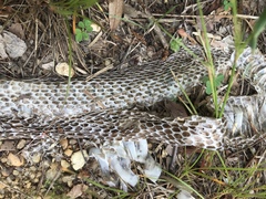 Pantherophis alleghaniensis