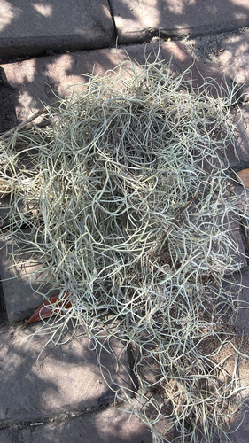 Spanish moss