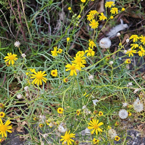 Narrow-leaved Ragwort