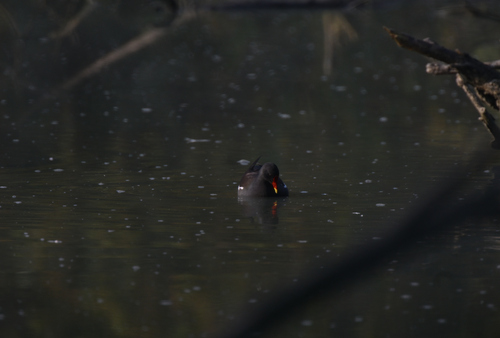 Eurasian Moorhen