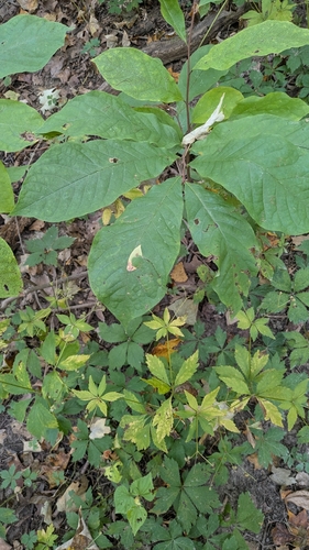 common pawpaw