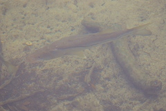 Centropomus undecimalis