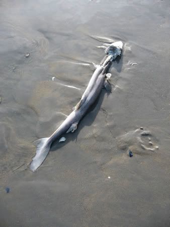 Spiny dogfish photographed at Massachusetts, US