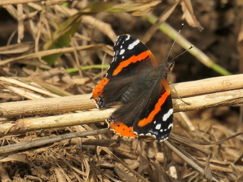 Red Admiral