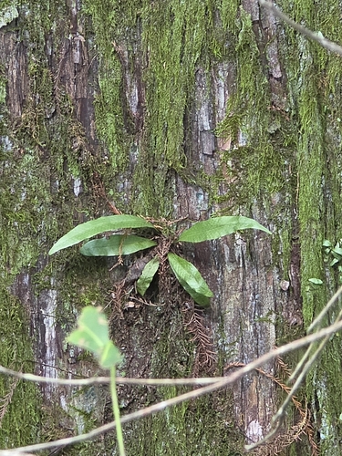 Campyloneurum phyllitidis observed 2026-10-15