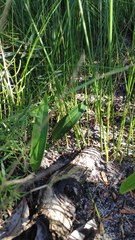 Cryptostylis