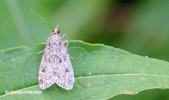 Eudonia truncicolella