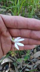 Caladenia picta