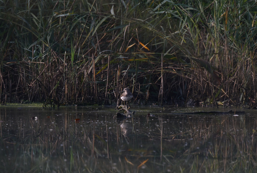 Green Sandpiper