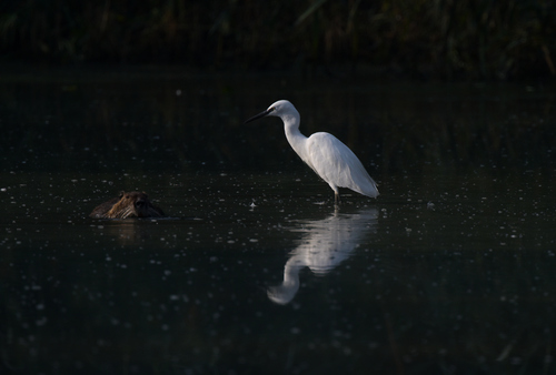 Little Egret