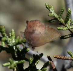 Callophrys augustinus iroides