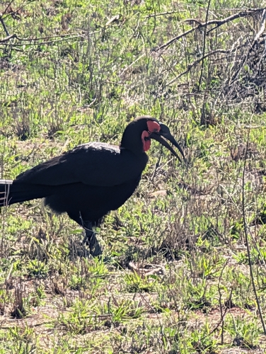 iNaturalist image