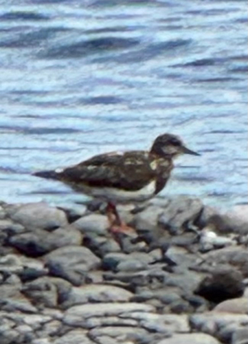 Ruddy Turnstone