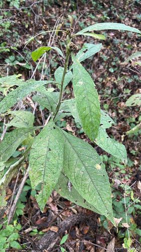 Wingstem