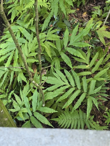 Tectaria incisa observed 2026-10-15