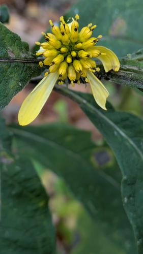 Wingstem