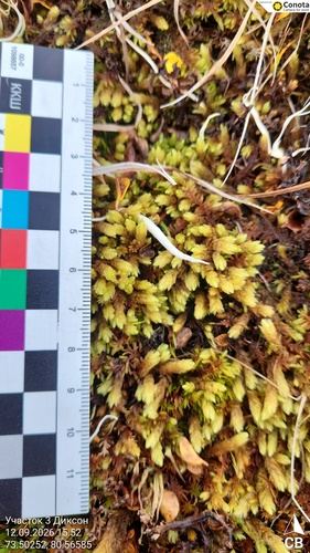 Aulacomnium turgidum observed 2026-09-12