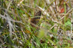 Cercyonis pegala boopis