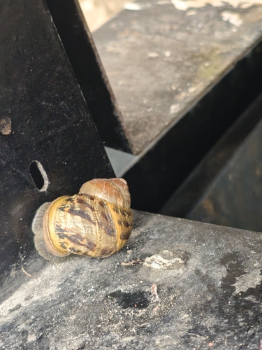 Garden Snail