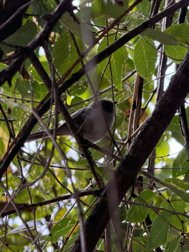 Bushtit