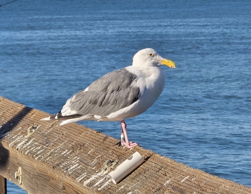 Western Gull