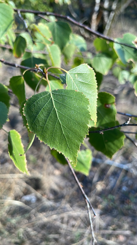 silver birch