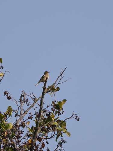 Common Chaffinch
