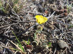 Potentilla arenosa