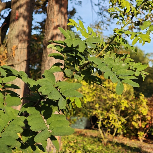 black locust