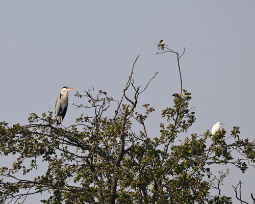 Grey Heron