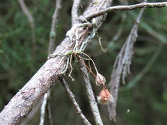 Dendrophylax porrectus