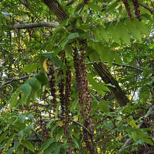 Caucasian Wingnut