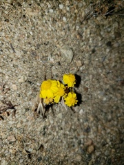 Eriophyllum wallacei