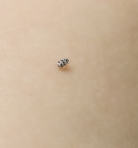 Asian Carpet Beetle