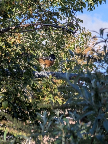 Spotted Towhee