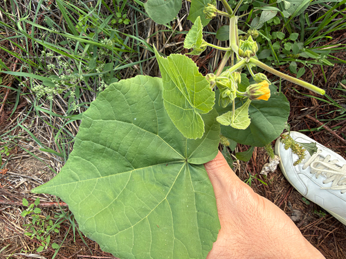 velvetleaf